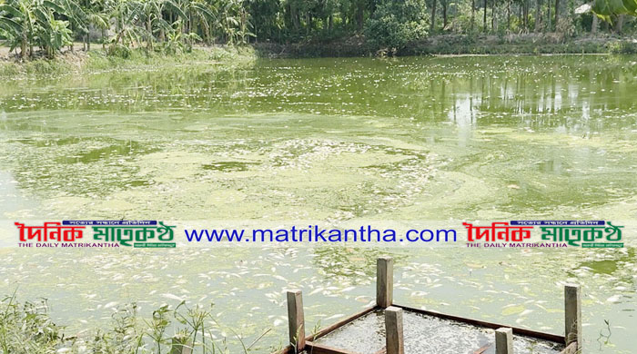 বানীবহে পুকুরে গ্যাস ট্যাবলেট  দিয়ে মাছ মেরে ফেলার অভিযোগ